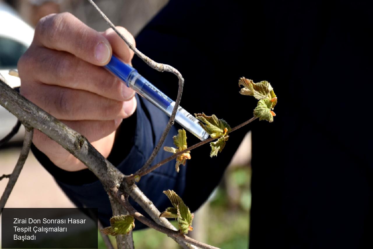 İlginç ve Zorlu Bir Süreç: Zirai Donun Yarattığı Hasarlar