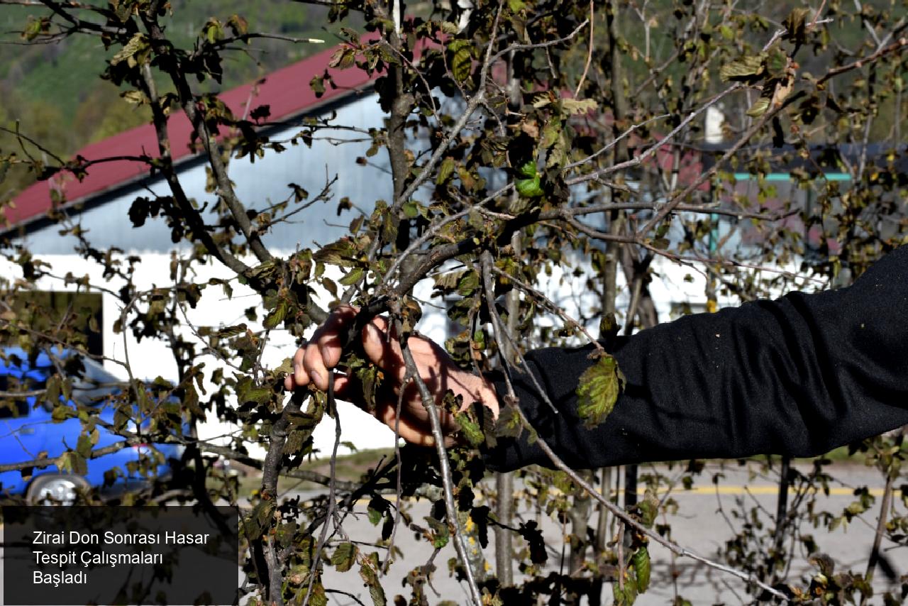 Fındık ve Diğer Meyve Ağaçlarındaki Yıkım