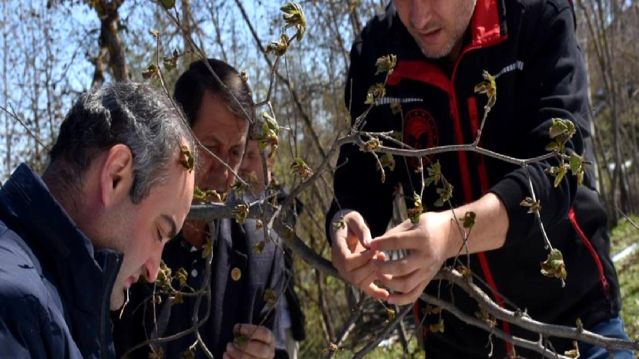 Zirai don sonrası hasar tespit çalışmaları başladı. Çiftçiler ve üreticiler,