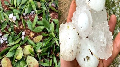 Adıyaman'da yoğun dolu nedeniyle tarımsal hasar büyük ölçüde zarar gördü.