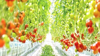 Alarko Tarım Grubu, Türkiye'nin en büyük modern serasını Afyonkarahisar'da açtı.