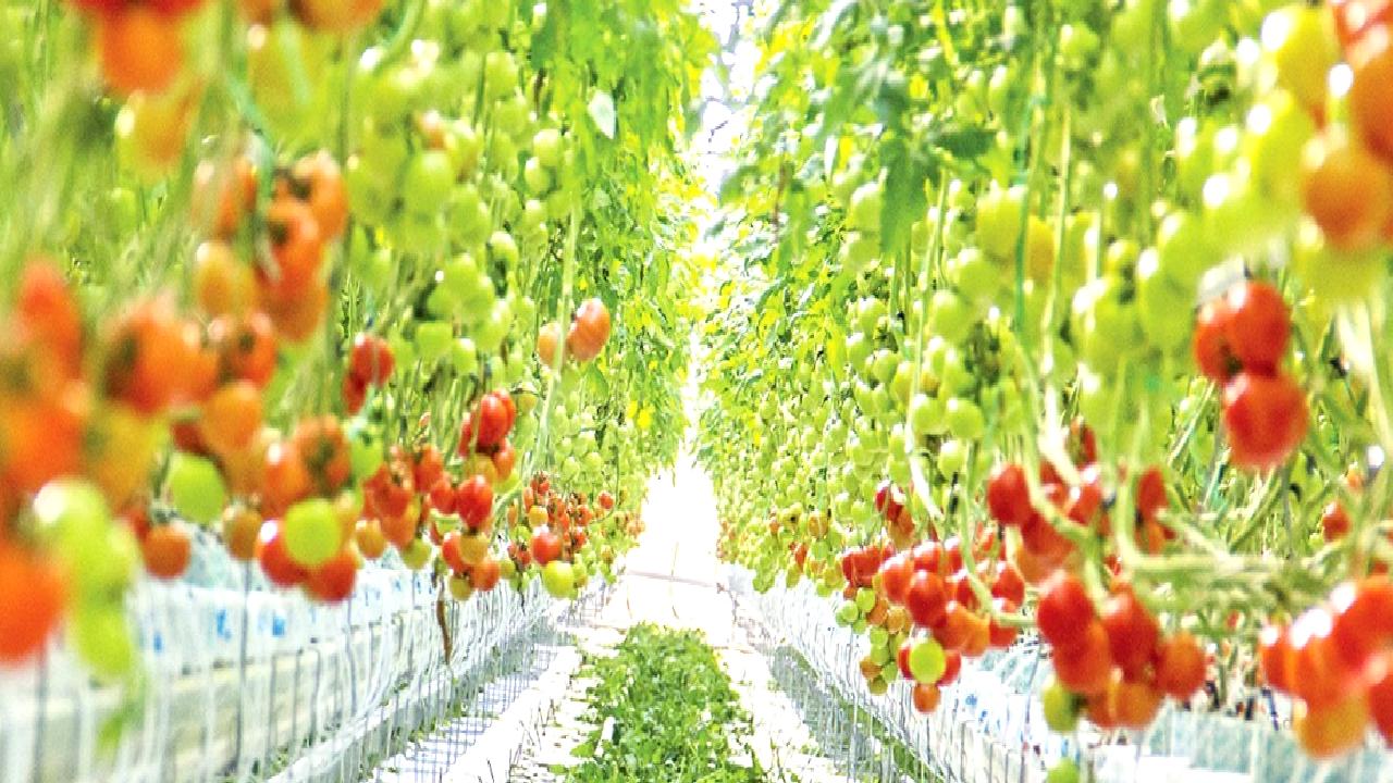 Alarko Tarım Grubu, Türkiye'nin en büyük modern serasını Afyonkarahisar'da açtı.