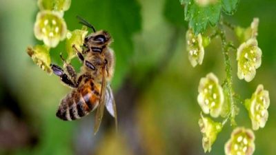 Antalya'da arı sokması sonucu genç kız hayatını kaybetti. Detaylar ve