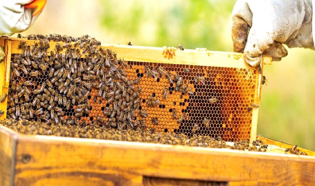 Bal ve arı ürünlerinin güvenliği ve sürdürülebilirliği hakkında güncel bilgiler,