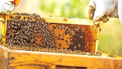 Bal ve arı ürünlerinin güvenliği ve sürdürülebilirliği hakkında güncel bilgiler,