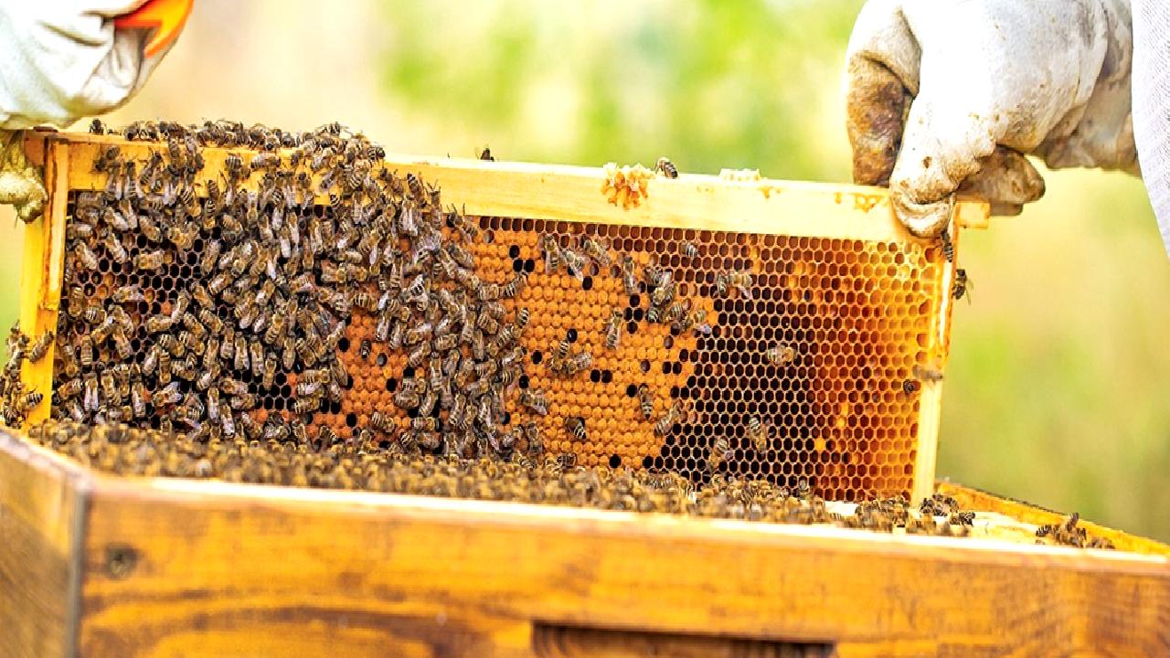 Bal ve arı ürünlerinin güvenliği ve sürdürülebilirliği hakkında güncel bilgiler,