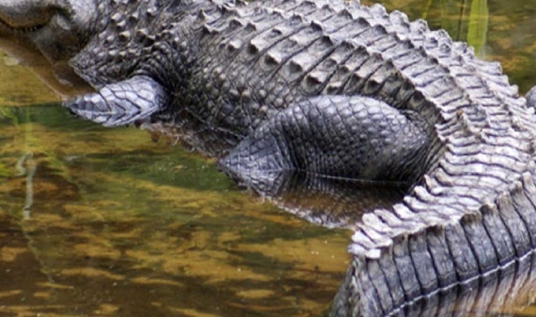 Bolivya'da yaşanan uçak kazası, mahsur kalanların kurtarılması ve kazanın detayları