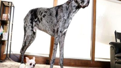 Guinness Rekorlar Kitabı'nda yeni ilginç buluşma: En büyük ve en