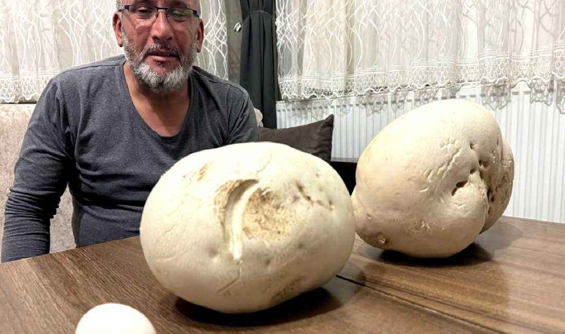 Güneykent'te dev mantarlarla karşılaşma hikayesini keşfedin. Doğanın gizemli ve büyüleyici