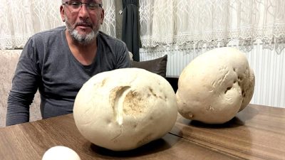 Güneykent'te dev mantarlarla karşılaşma hikayesini keşfedin. Doğanın gizemli ve büyüleyici