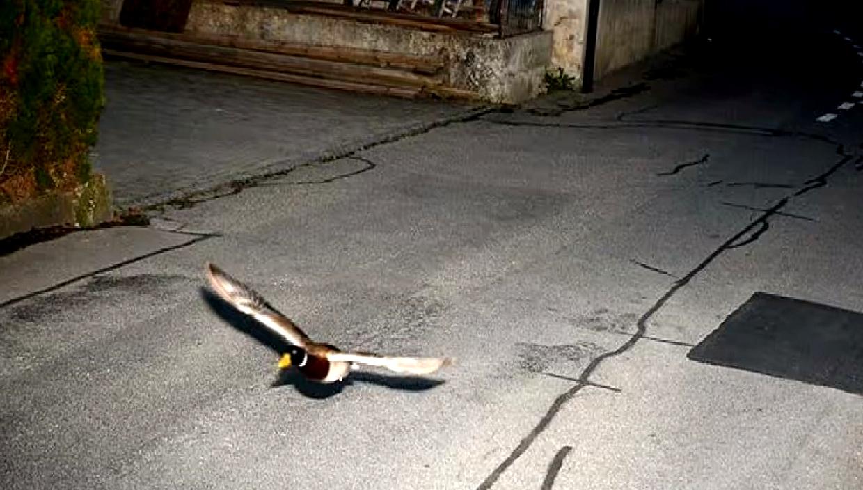 İsviçre'deki ilginç olayda, hızlı giden ördek ve yedi yıl öncesine