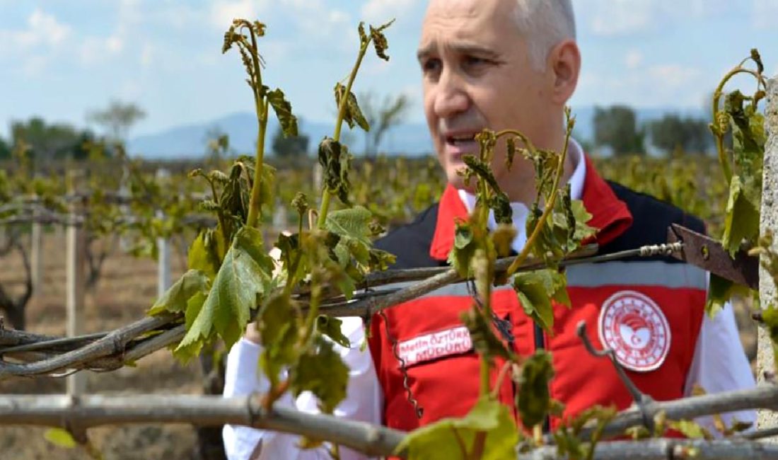 Manisa'da zirai donun zararları ve alınan önlemler hakkında detaylı bilgi.