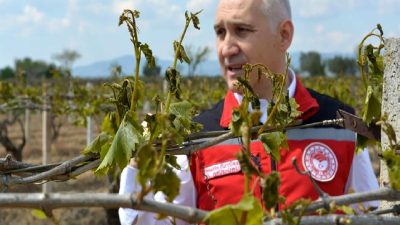 Manisa'da zirai donun zararları ve alınan önlemler hakkında detaylı bilgi.