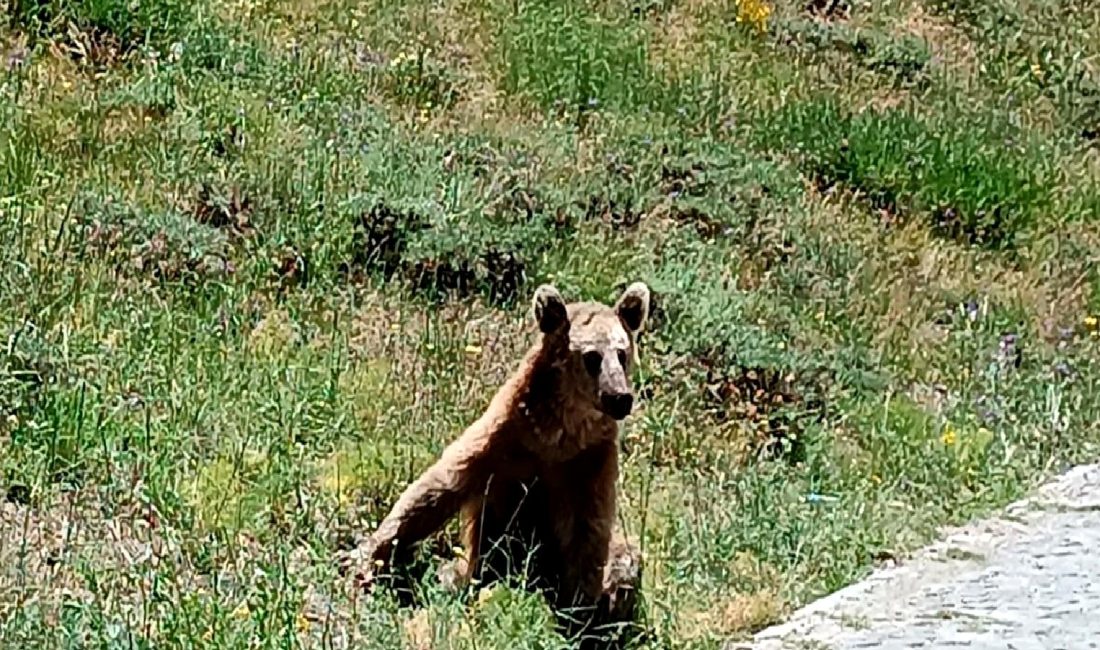 Nemrut Krater Gölü ve Bozayı Uyarısı Nemrut Krater Gölü ve Bozayı Uyarısı hakkında bilgi alın. Doğal