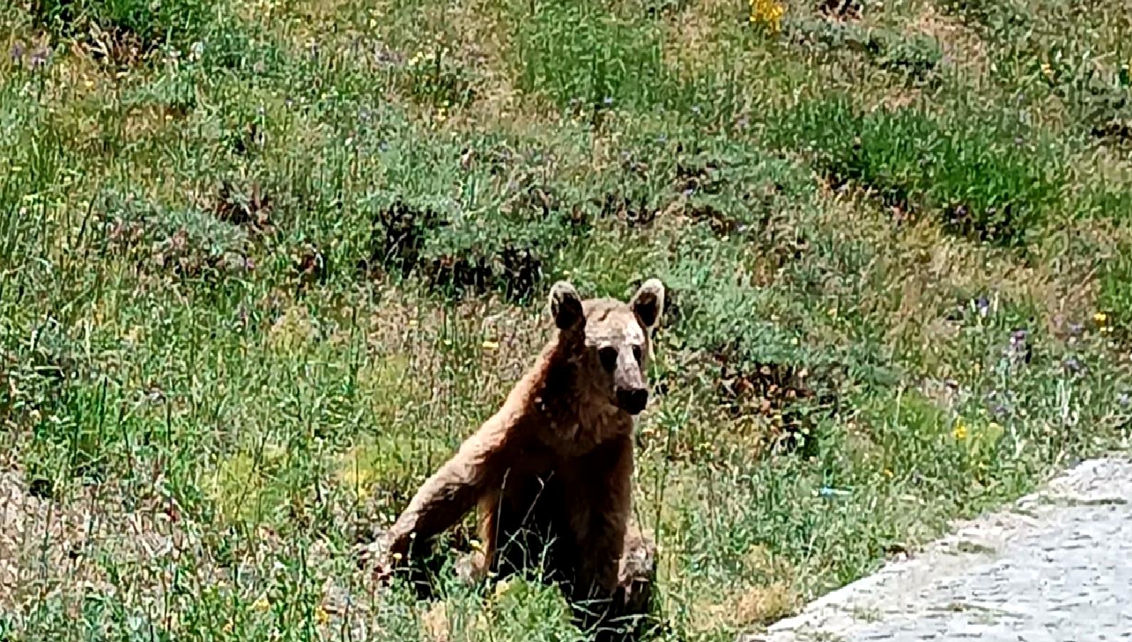 Nemrut Krater Gölü ve Bozayı Uyarısı hakkında bilgi alın. Doğal