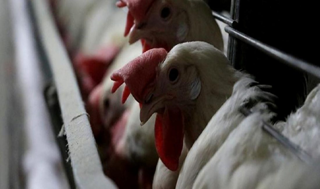 Recep ERÇİN ve Su Ürünleri Sektöründe Güncel Gelişmeler Recep ERÇİN ve Su Ürünleri sektöründeki güncel gelişmeleri, yenilikleri ve