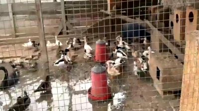 Sakarya İl Jandarma Komutanlığı, hayvan kaçakçılığıyla mücadele kapsamında gerçekleştirdiği operasyonla