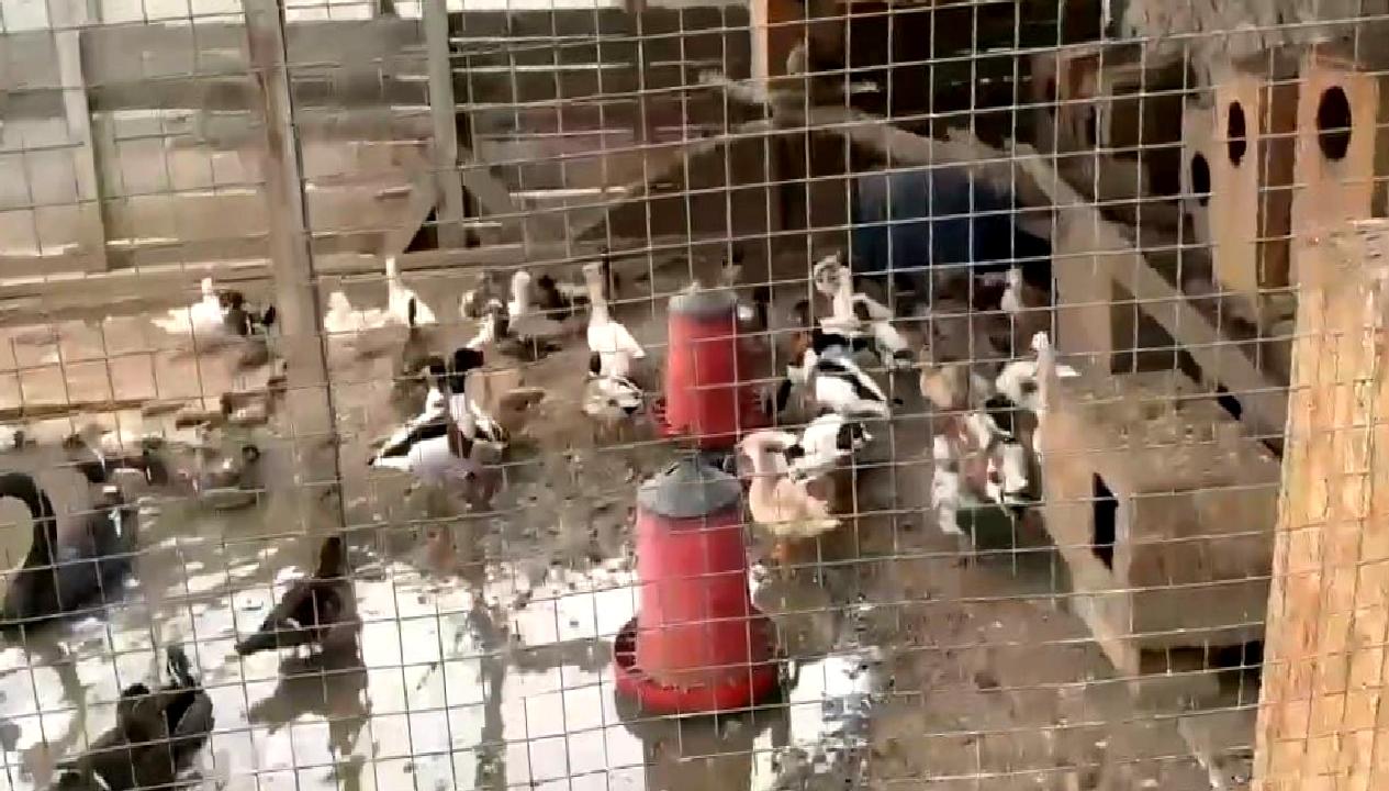 Sakarya İl Jandarma Komutanlığı, hayvan kaçakçılığıyla mücadele kapsamında gerçekleştirdiği operasyonla