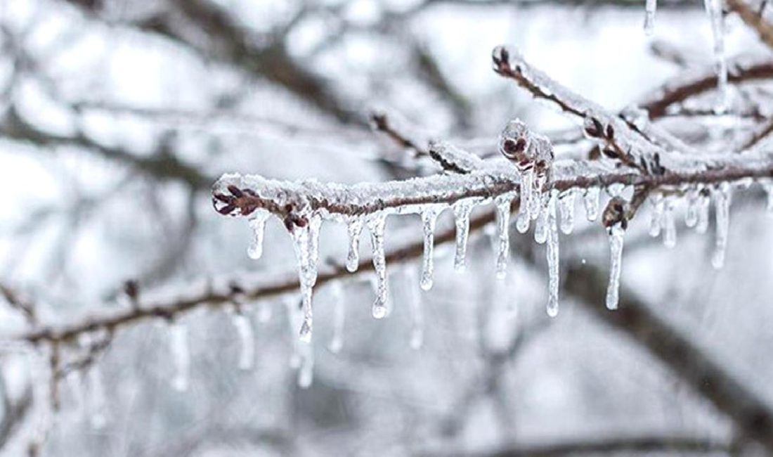 Sevilay ÇOBAN ile tarım sigortalarının güncel durumu ve geleceğe yönelik