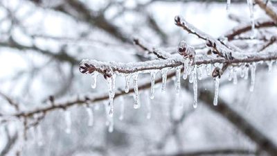 Sevilay ÇOBAN ile tarım sigortalarının güncel durumu ve geleceğe yönelik