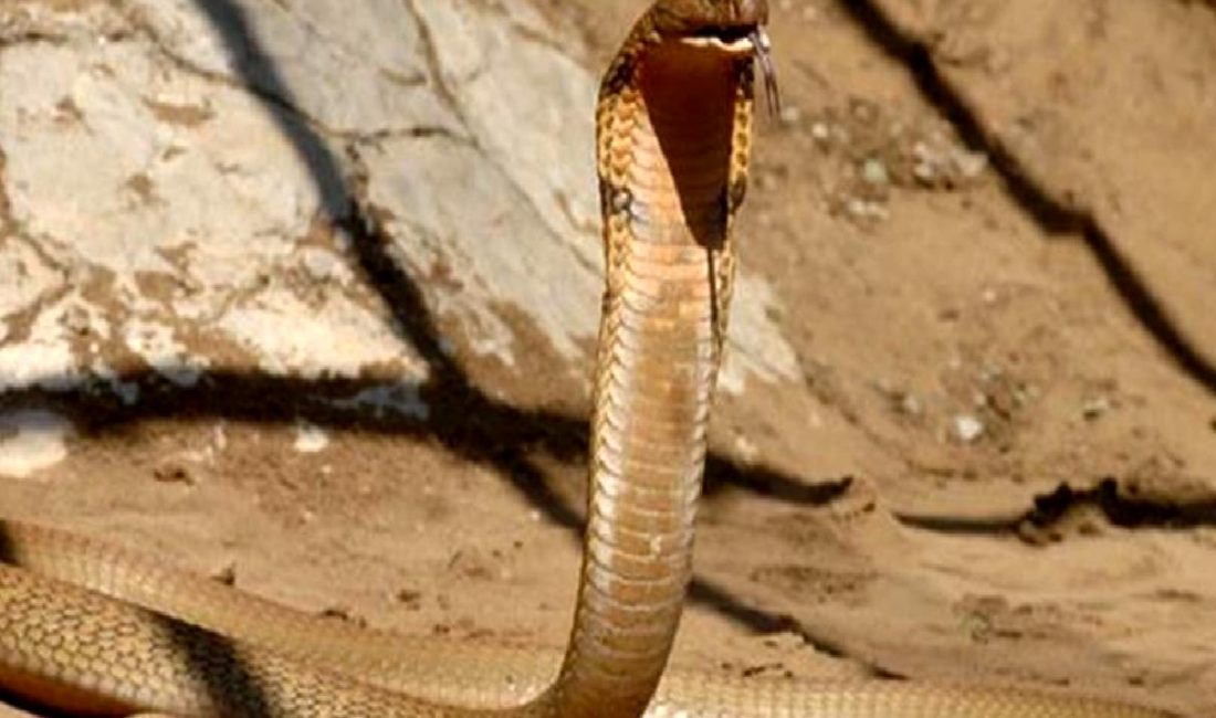 Tim Friede'nin yılan zehri enjeksiyonu ve yeni antivenom gelişmeleri hakkında