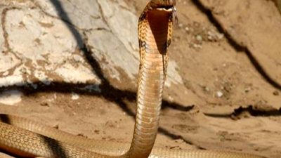 Tim Friede'nin yılan zehri enjeksiyonu ve yeni antivenom gelişmeleri hakkında