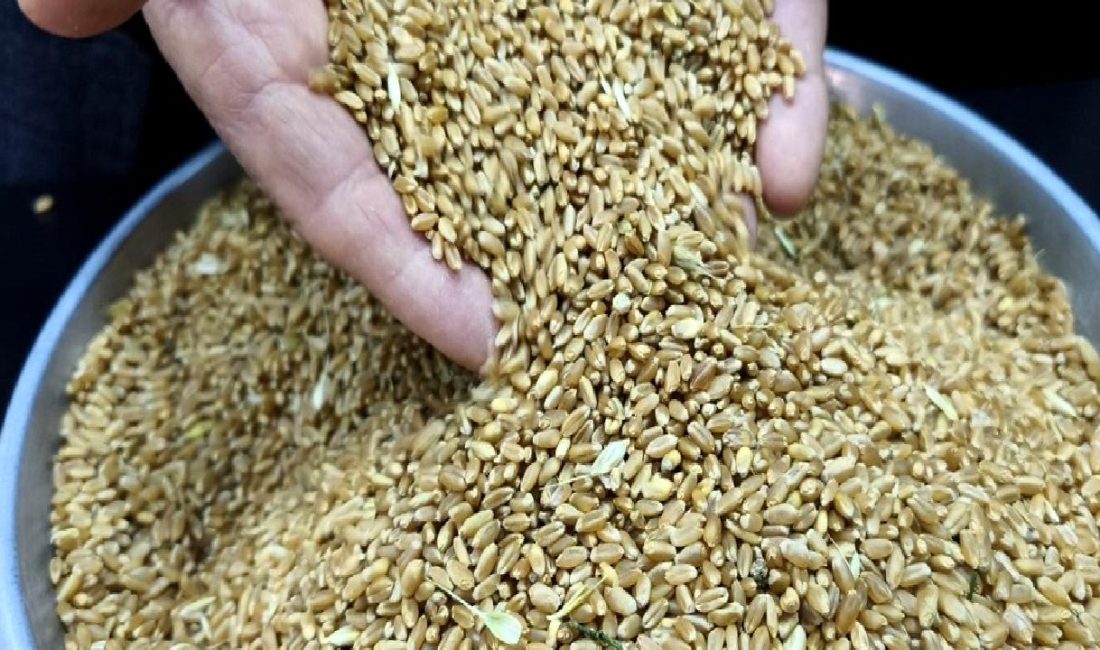 Türkiye'de buğday hasat sezonunun ilk mahsulleri Gaziantep'te piyasaya sürüldü. Kaliteli