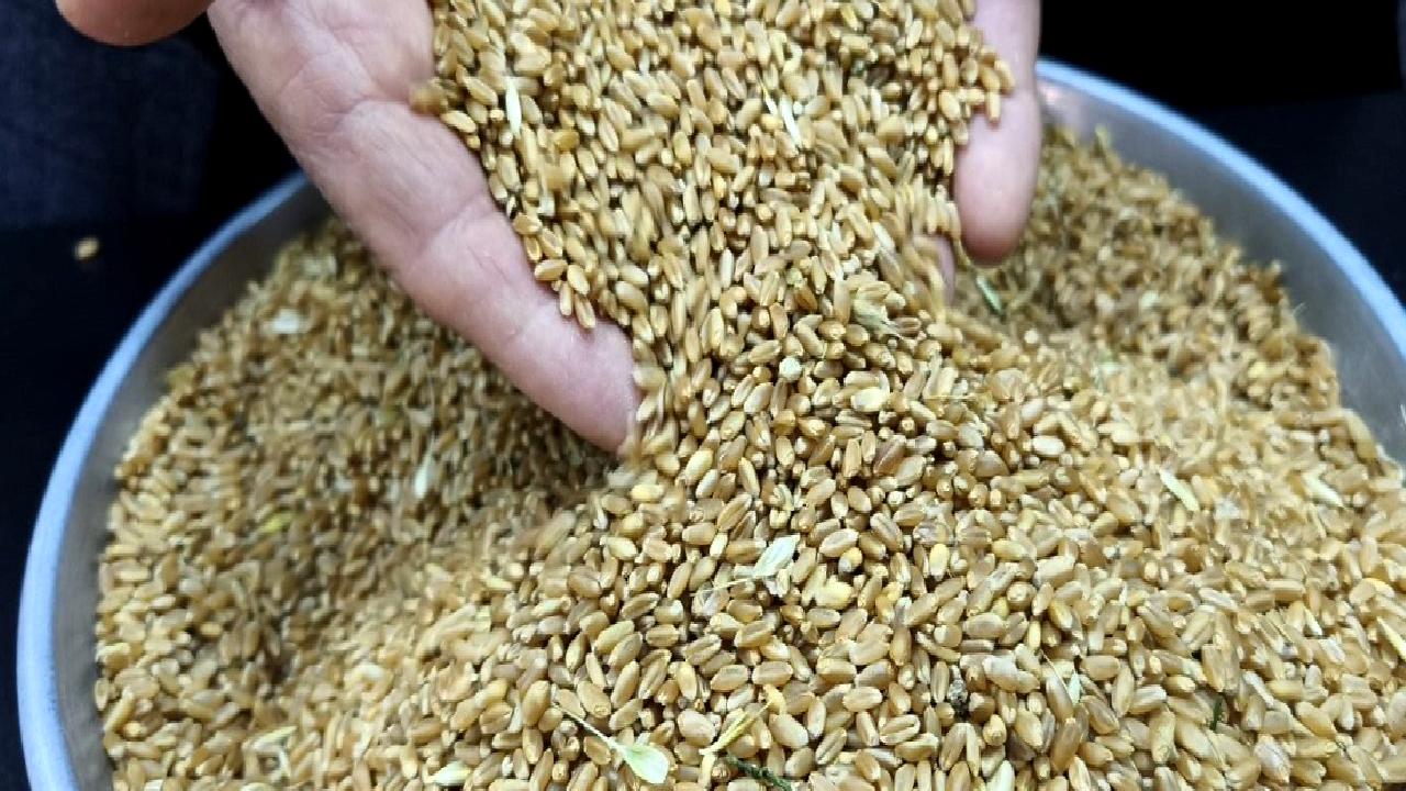 Türkiye'de buğday hasat sezonunun ilk mahsulleri Gaziantep'te piyasaya sürüldü. Kaliteli