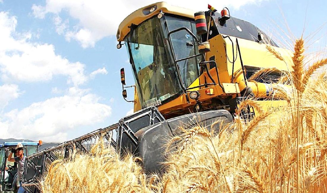 Türkiye’de buğday üretiminin güncel durumu ve gelecek beklentilerini detaylarıyla inceleyen