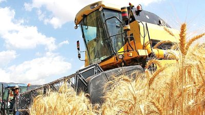 Türkiye’de buğday üretiminin güncel durumu ve gelecek beklentilerini detaylarıyla inceleyen