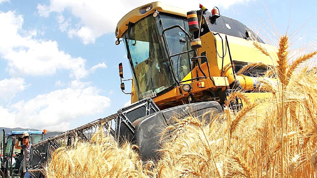 Türkiye’de buğday üretiminin güncel durumu ve gelecek beklentilerini detaylarıyla inceleyen