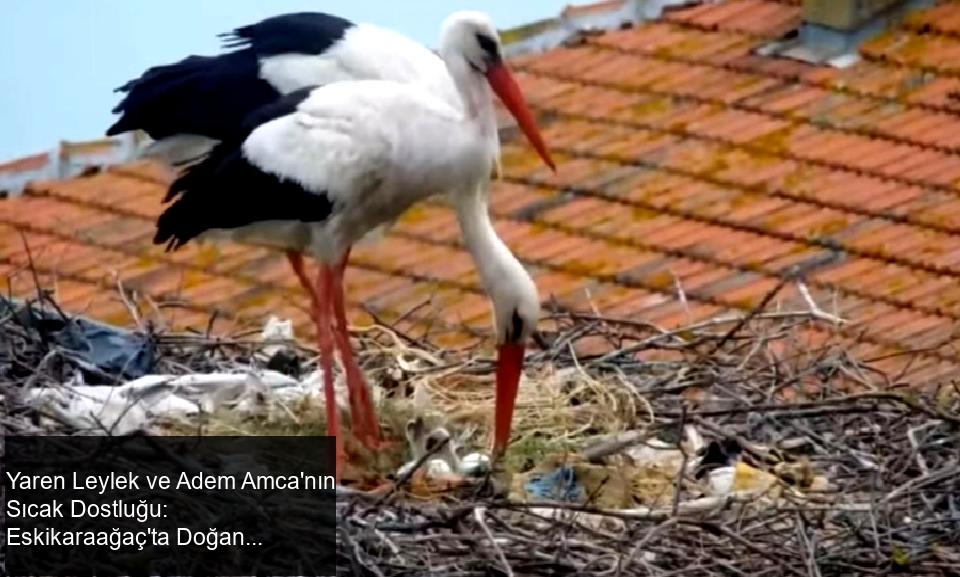 Türkiye'yi Avrupa Leylek Köyleri Birliği'nde temsil eden tek köy olan Bursa'nın Karacabey ilçesine bağlı Eskikaraağaç köyünde, balıkçı Adem Yılmaz ile Yaren leyleğin arasındaki dostluk, milyonlarca kişi tarafından izlenmeye devam ediyor. Bu özel bağ, her yıl olduğu gibi 15 Mart'ta yeniden canlandı ve Yaren leylek, balıkçı Adem Yılmaz'ın kayığına konarak doğal yaşamın samimi ve içten görüntülerini sergiledi.