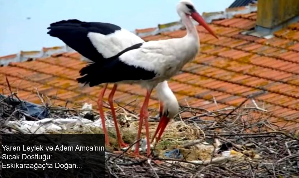 İLK YAVRULAR 30 NİSAN’DA YUMURTADAN ÇIKTI