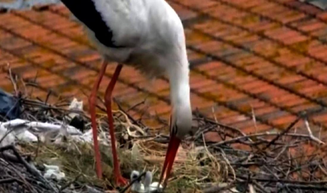 Eskikaraağaç'ta Yaren Leylek ve Adem Amca'nın sıcak dostluğu, doğa ve
