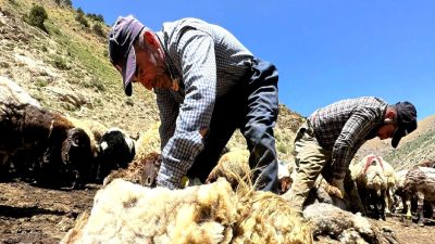 1 yılda büyüyen yünler, sadece 3 dakikada kırkılıyor! Hızlı yün