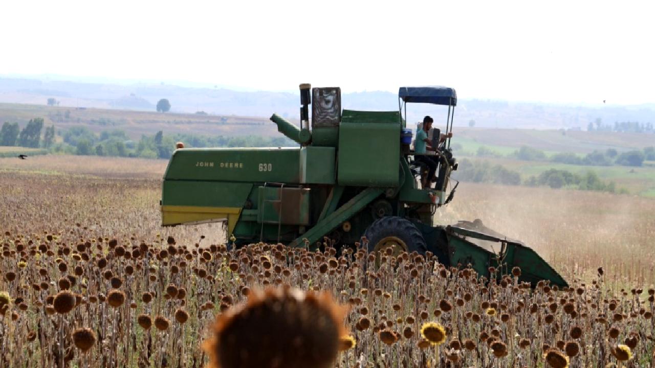 Adana'da kuraklık ayçiçeği hasadını geciktirdi ve verimi düşürdü. Tarımda yaşanan