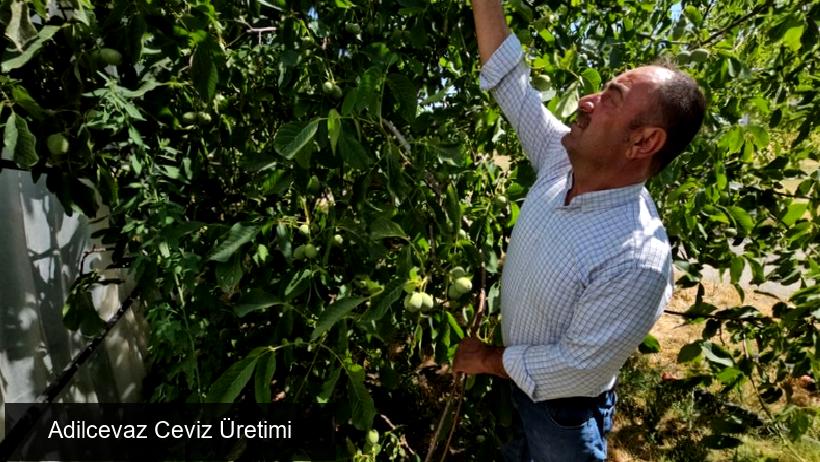 Adilcevaz'da Ceviz Üretimi Artışı