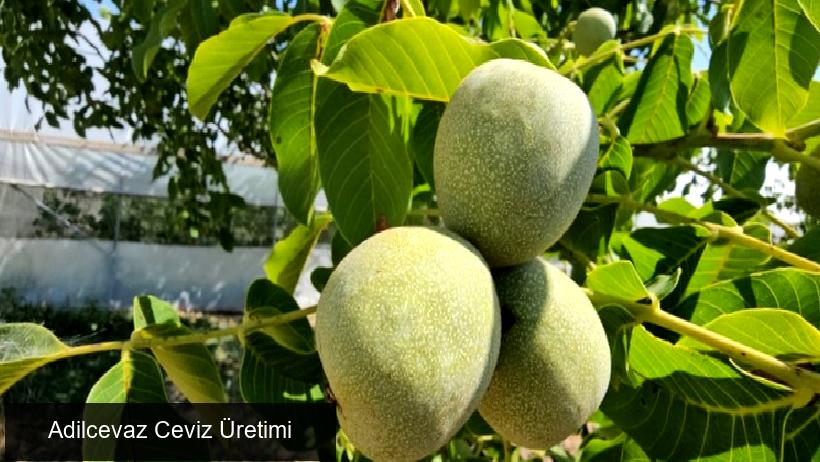 Adilcevaz'da Ceviz Üretimi Artışı