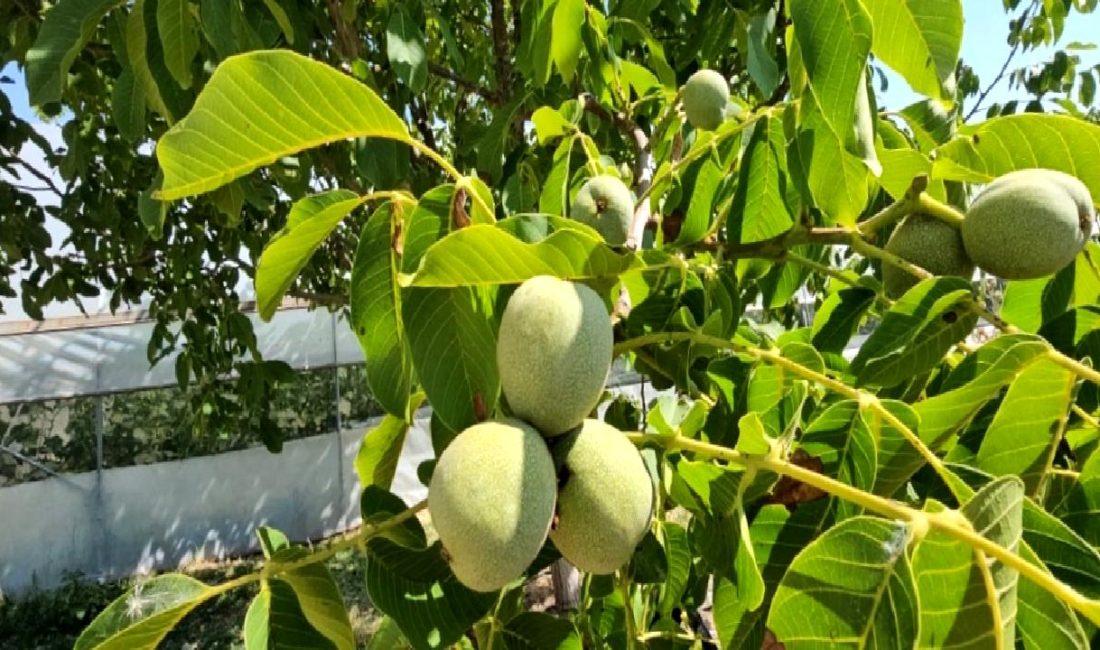 Adilcevaz Ceviz Üretimi Adilcevaz'da ceviz üretimi: Kaliteli cevizler, teknikler ve yerel gelenekler hakkında