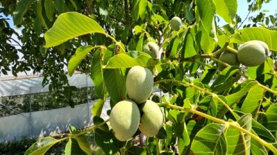 Adilcevaz'da ceviz üretimi: Kaliteli cevizler, teknikler ve yerel gelenekler hakkında