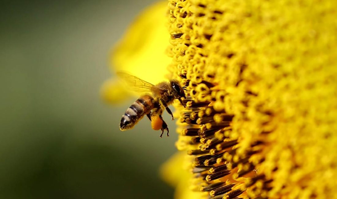 Arıların ekosistemdeki önemi ve karşılaştıkları güncel tehditler hakkında bilgi edinin.