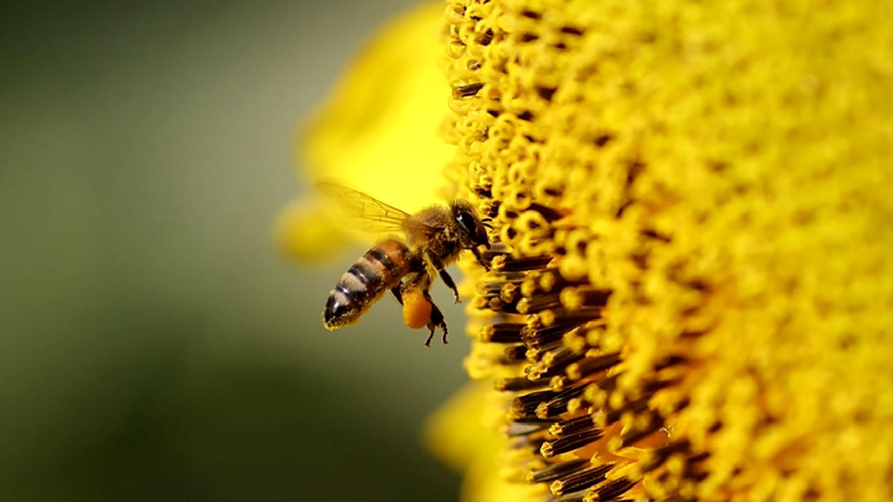 Arıların ekosistemdeki önemi ve karşılaştıkları güncel tehditler hakkında bilgi edinin.