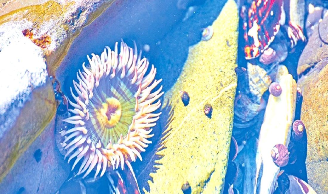 Başak Nur GÖKÇAM'ın kıyı ekosistemlerinin 25 yıllık değerlendirmesi ve gelecekteki