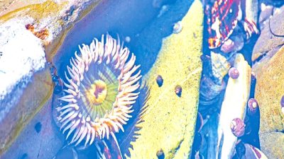 Başak Nur GÖKÇAM'ın kıyı ekosistemlerinin 25 yıllık değerlendirmesi ve gelecekteki