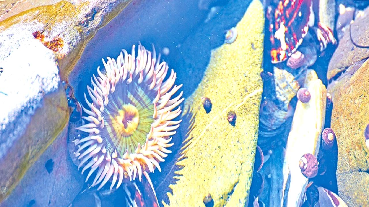 Başak Nur GÖKÇAM'ın kıyı ekosistemlerinin 25 yıllık değerlendirmesi ve gelecekteki