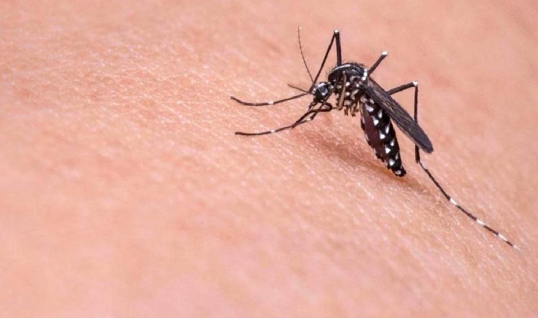 Chikungunya virüsü vakalarındaki artış: Belirtiler, tedavi ve korunma yolları hakkında