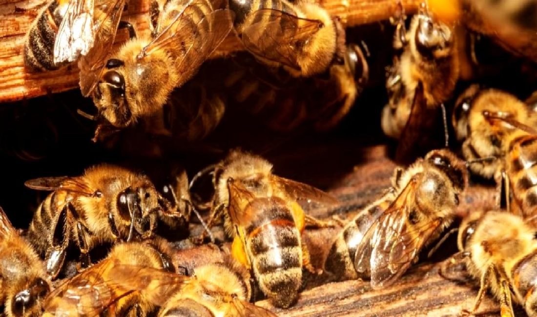 Çin’de Sibernetik Arı Teknolojisi ve Gelecekteki Uygulamaları Çin'de sibernetik arı teknolojisinin gelişimi ve gelecekteki potansiyel uygulamaları hakkında