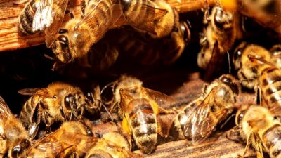 Çin'de sibernetik arı teknolojisinin gelişimi ve gelecekteki potansiyel uygulamaları hakkında