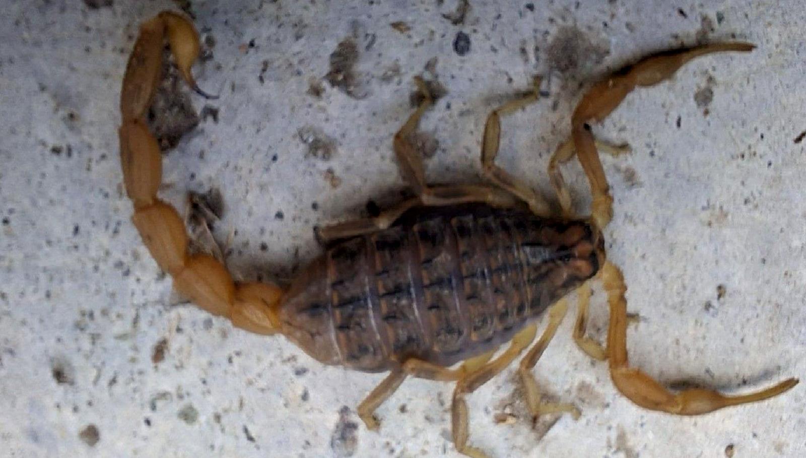 Çorum'un Osmancık ilçesinde zehirli akrebin güvenlik kamerasına yansıması olayını detaylarıyla