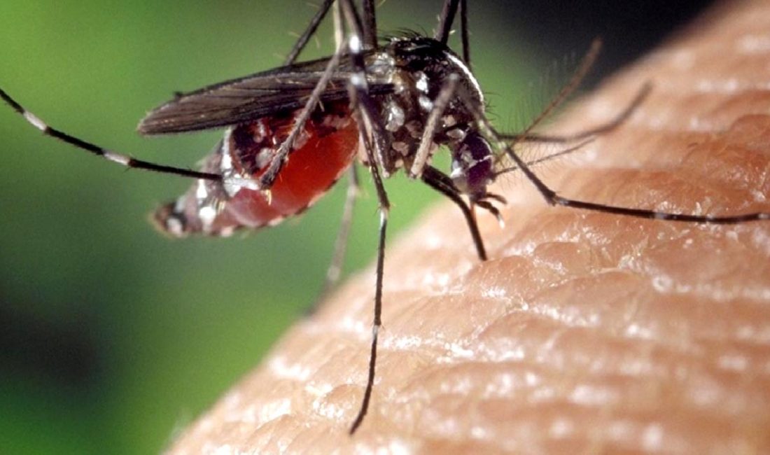 DSÖ, Chikungunya salgını konusunda uyarıyor. Hastalığın belirtileri, yayılması ve korunma